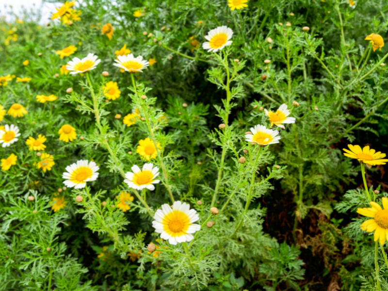 Manfaat Chrysanthemum untuk Rambut